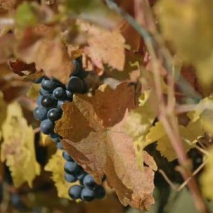 维也纳森林的故事  2018维也纳新年音乐会