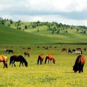 《大草原》2018年7月3日