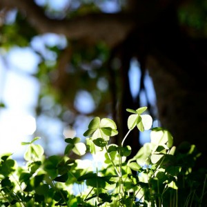 D大调单簧管协奏曲 OP.11