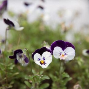 埃尔加《爱的致意》（钢琴伴奏）