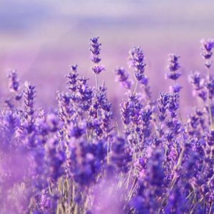 《薰衣草女人》谷子小提琴