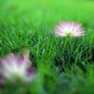 《绒花》弦乐合奏