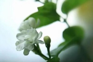 两朵《茉莉花》——我清拉的两首民歌