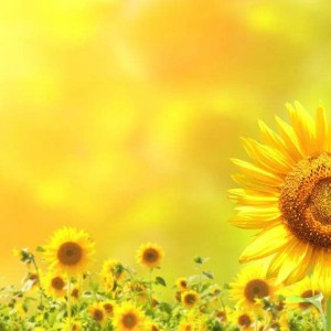 《一起拥抱阳光》（ove）