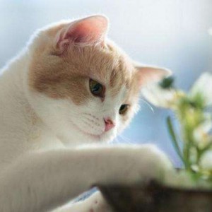 目标比勤奋更重要