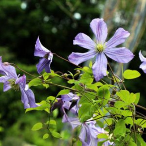 钢琴曲 The clematis