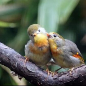 《托赛里小夜曲》视频演奏