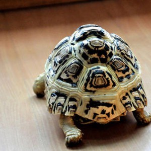 终生热爱音乐是长寿的秘诀