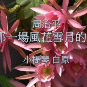 《那一場風花雪月的事》小提琴
