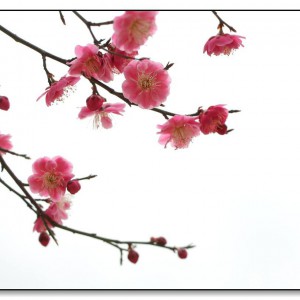 《红梅赞》柴亮版本记谱演奏