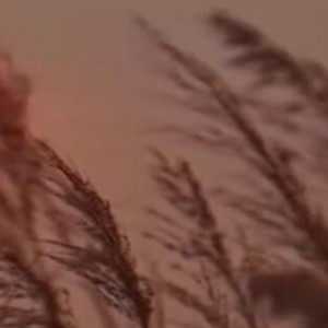 小提琴凡人版《黄昏》