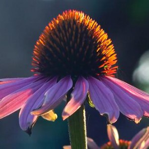 奉上李维大提琴曲《离骚》祝大家端午安康