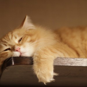 谈谈拉琴中的“放松”