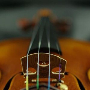 一个成年人的学琴之路