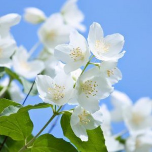 人说爱鸟及屋而我就爱花及曲：《茉莉花》