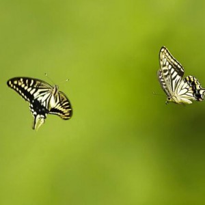 《梁祝》化蝶选段