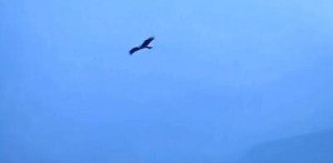 小提琴演奏(牧歌)