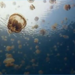 印度客商之歌 Song of India 里姆斯基－柯薩科夫