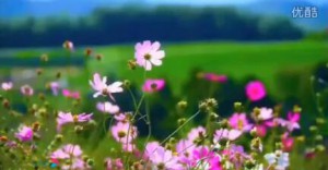 小提琴演奏(新疆之春) 原版