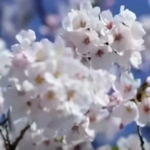 《秋樱》（小提琴演奏）