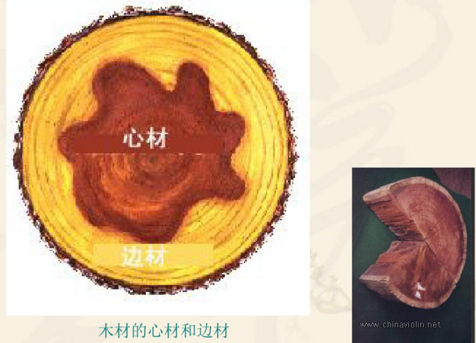 心材与边材